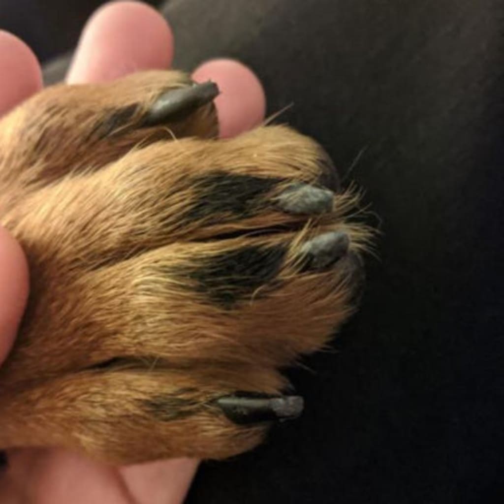 HavenPaws - copy
